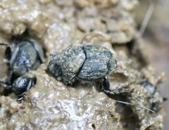 Onthophagus hecate