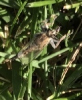 Efferia albibarbis