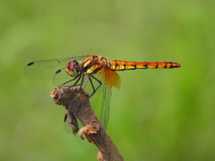 Sympetrum speciosum
