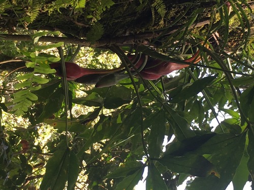 Syngonium macrophyllum, photograph 1