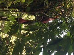 Syngonium macrophyllum