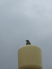 Tyrannus melancholicus