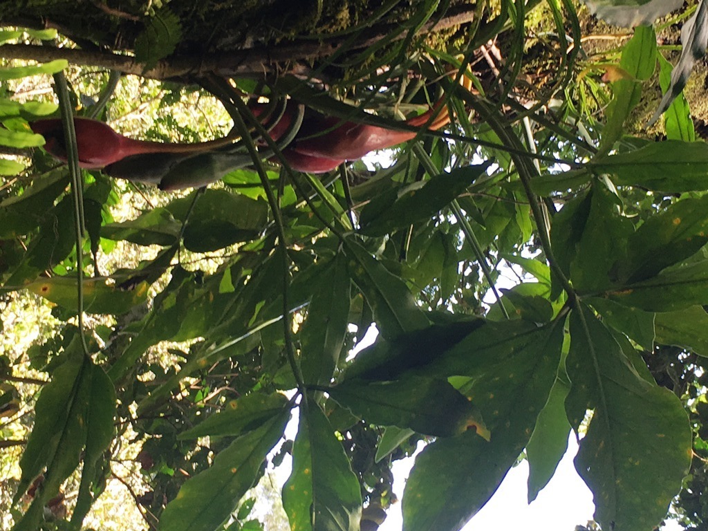 Cây tróc bạc trái tim – Syngonium macrophyllum