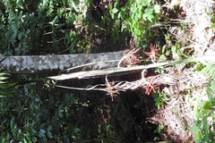 Chamaedorea quezalteca