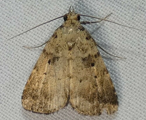Common Arugisa Moth photo 2