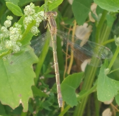 Lestes unguiculatus