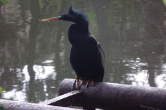 Anhinga anhinga