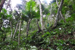 Chamaedorea quezalteca