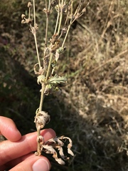 Potentilla inclinata