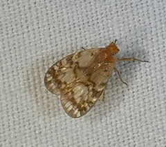 Bothriocera drakei