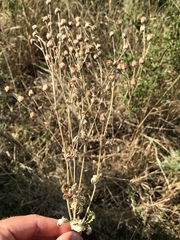 Potentilla inclinata