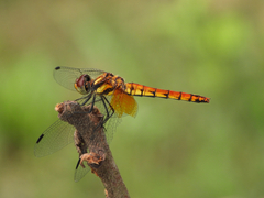 Sympetrum speciosum