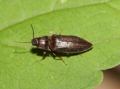 Dixicollis divaricatus