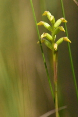 Genoplesium pumilum