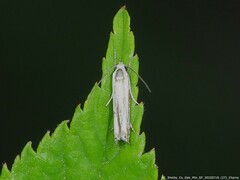 Polyhymno luteostrigella