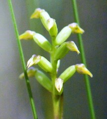 Genoplesium pumilum