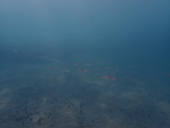 Sepioteuthis sepioidea