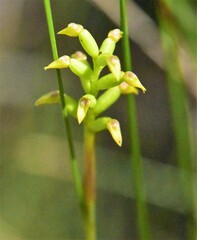 Genoplesium pumilum