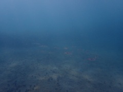 Sepioteuthis sepioidea