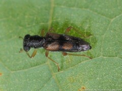 Phyllobaenus pallipennis