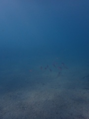 Sepioteuthis sepioidea