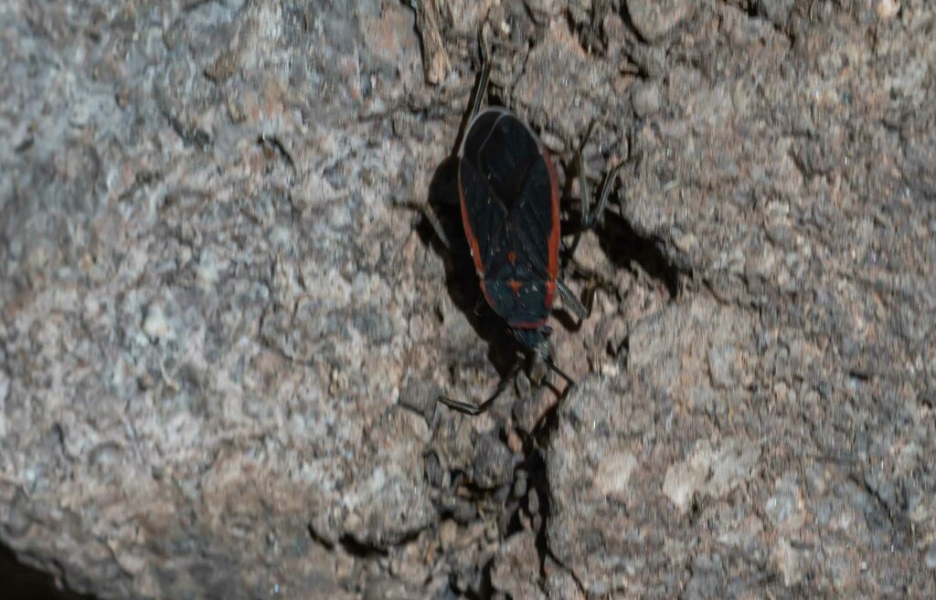 Melacoryphus rubrolimbatus