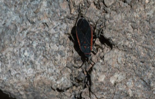 Melacoryphus rubrolimbatus
