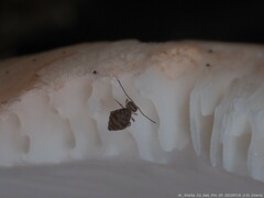 Ptenothrix marmorata