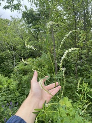 Melilotus albus image