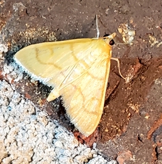 Helvibotys helvialis
