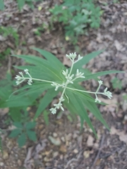 Eupatorium sessilifolium