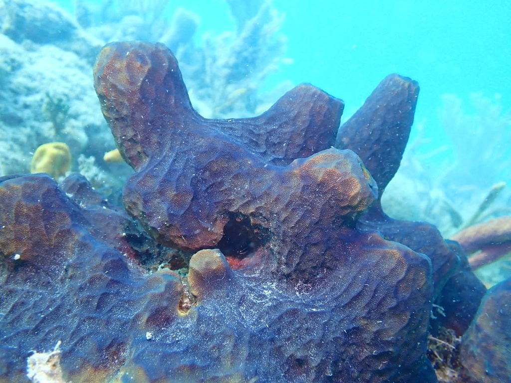 Photo of Reiswig's giant tube sponge (Verongula reiswigi)