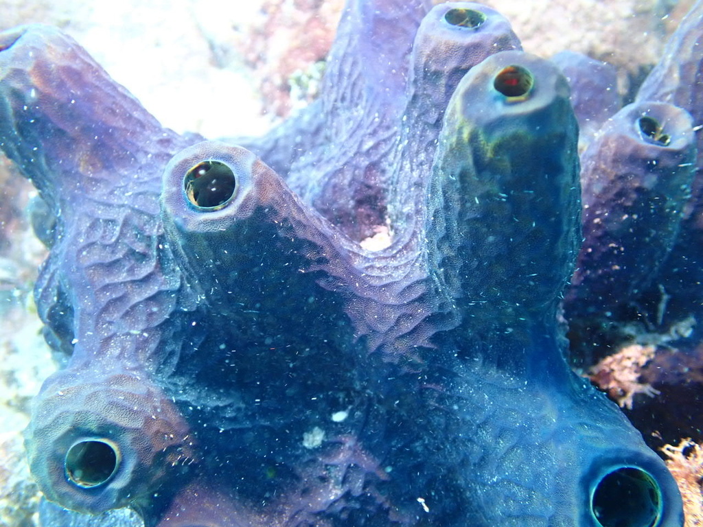 Photo of Reiswig's giant tube sponge (Verongula reiswigi)