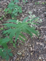 Eupatorium sessilifolium