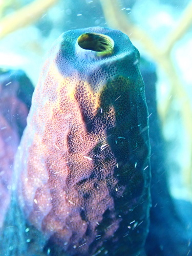 Photo of Reiswig's giant tube sponge (Verongula reiswigi)