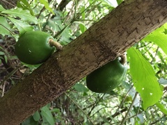 Vasconcellea cauliflora