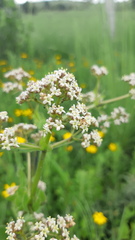 Valeriana edulis procera
