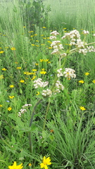 Valeriana edulis procera