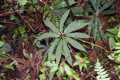 Paris polyphylla stenophylla