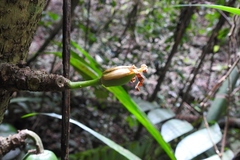 Vasconcellea cauliflora