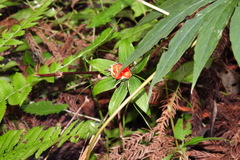 Paris polyphylla stenophylla