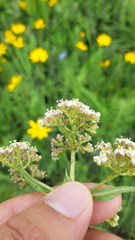 Valeriana edulis procera