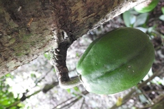 Vasconcellea cauliflora