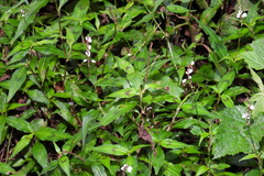 Persicaria jucunda