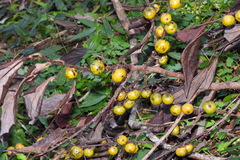 Diospyros japonica