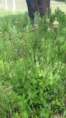 Brickellia monocephala