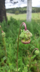 Brickellia monocephala