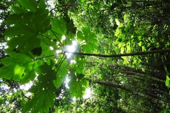 Vasconcellea cauliflora