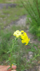 Lithospermum cobrense