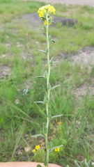 Lithospermum cobrense